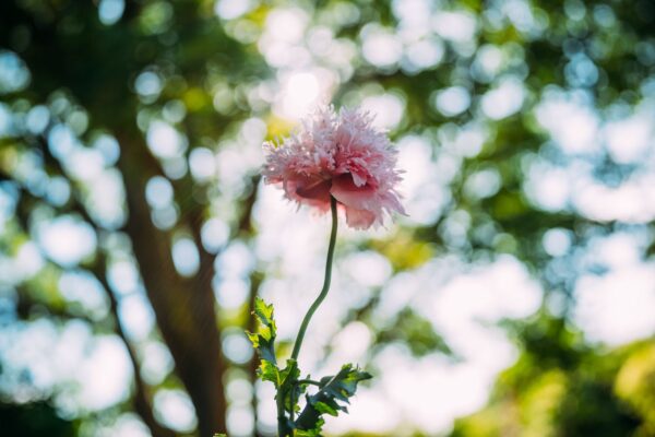 Light Lens Lab 35mm f/2 Apochromatic