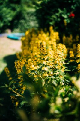 Light Lens Lab 35mm f/2 Apochromatic