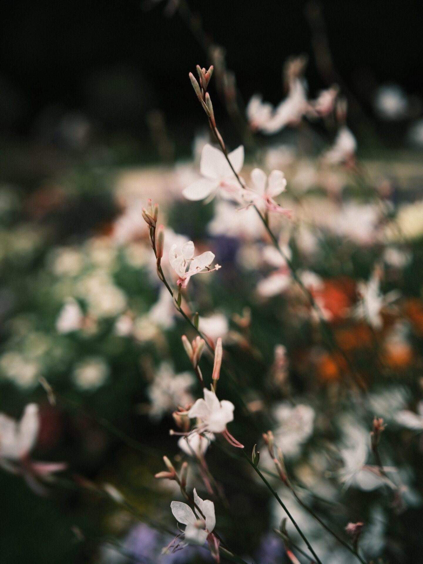 Zhong Yi Pittura 30mm f/2.4