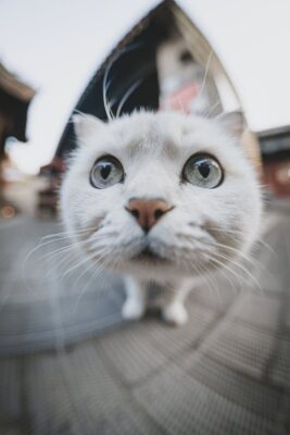 ra mắt 7Artisans 10mm f/2.5 AF Max Fisheye