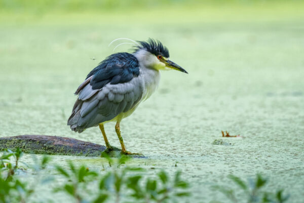 FUJIFILM XF 400mm f/4.5 R LM OIS WR