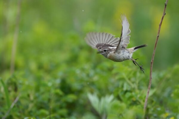 Ra Mắt Sony FE 600mm f/6.3 GM OSS