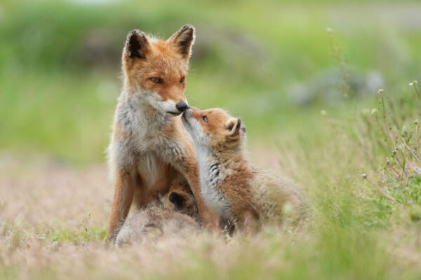 Sony FE 400mm f/4.5 GM OSS