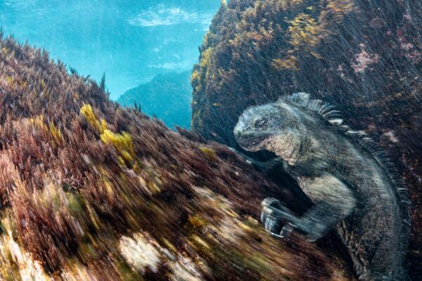 European Wildlife Photographer 2026
