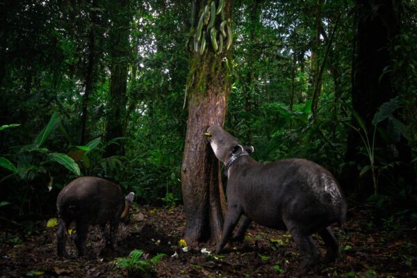 European Wildlife Photographer 2026