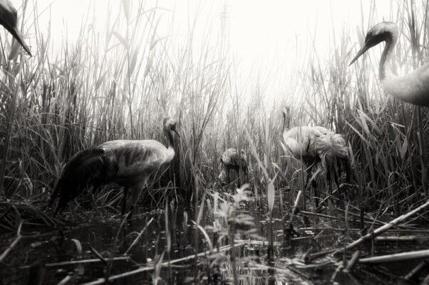 European Wildlife Photographer 2026
