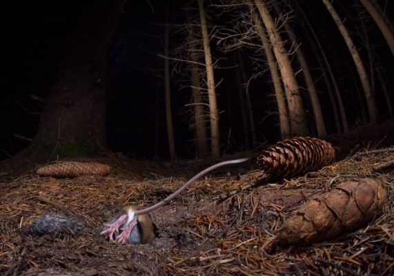 European Wildlife Photographer 2026