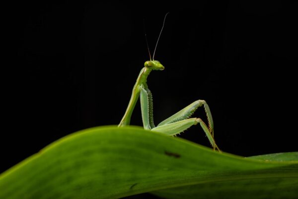 Nikon Comedy Wildlife Awards