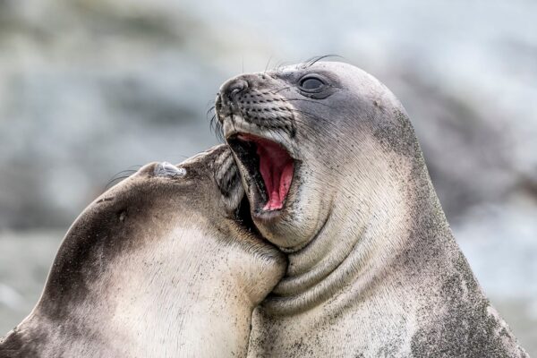 Nikon Comedy Wildlife Awards