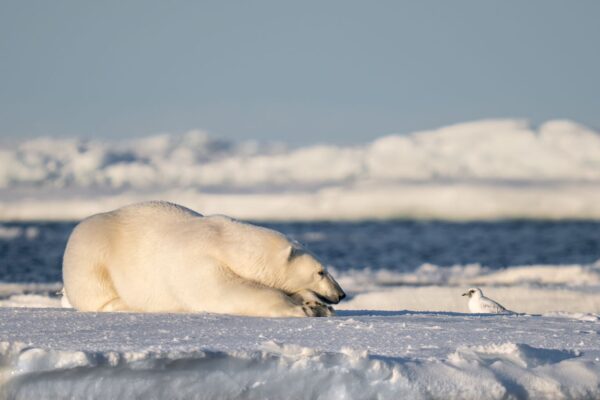 Nikon Comedy Wildlife Awards