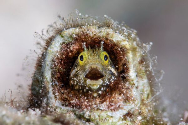 Nikon Comedy Wildlife Awards