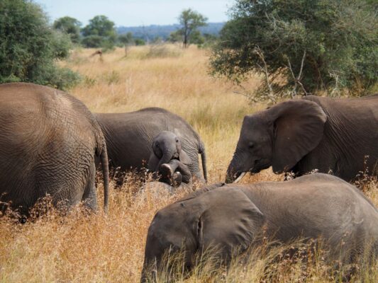 Nikon Comedy Wildlife Awards