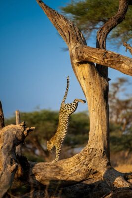 Nikon Comedy Wildlife Awards