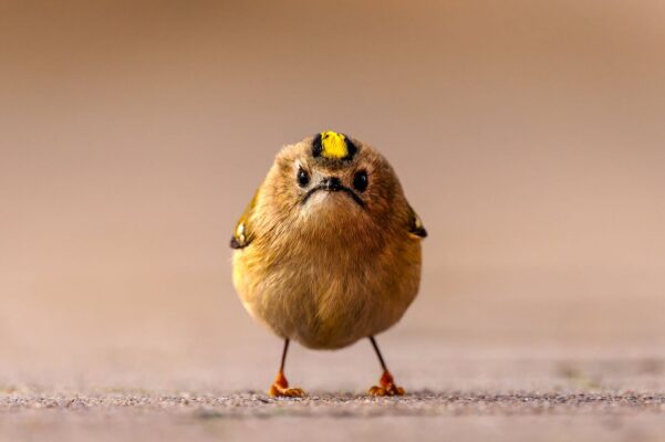 Nikon Comedy Wildlife Awards