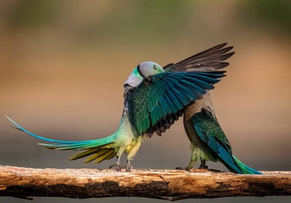 Nikon Comedy Wildlife Awards