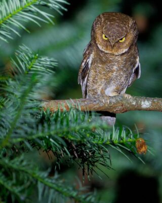 Nikon Comedy Wildlife Awards