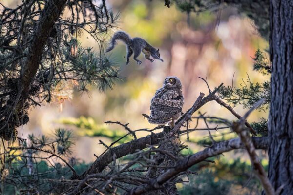 Nikon Comedy Wildlife Awards