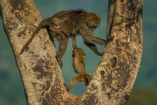 Nikon Comedy Wildlife Awards