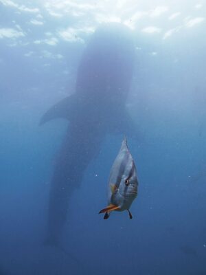 Nikon Comedy Wildlife Awards