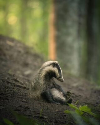 Nikon Comedy Wildlife Awards