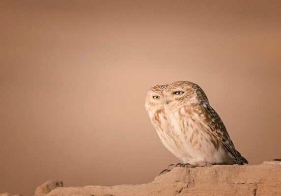 Nikon Comedy Wildlife Awards