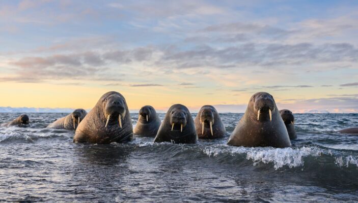 Nikon Comedy Wildlife Awards