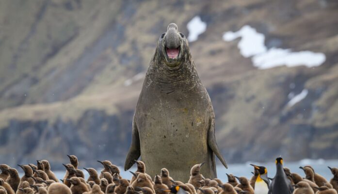 Nikon Comedy Wildlife Awards