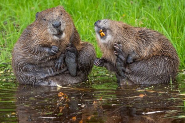 Nikon Comedy Wildlife Awards