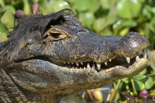 Nikon Comedy Wildlife Awards