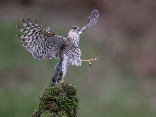 Nikon Comedy Wildlife Awards