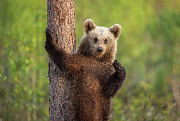 Nikon Comedy Wildlife Awards