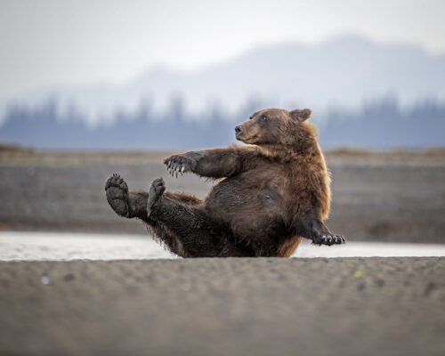 Nikon Comedy Wildlife Awards