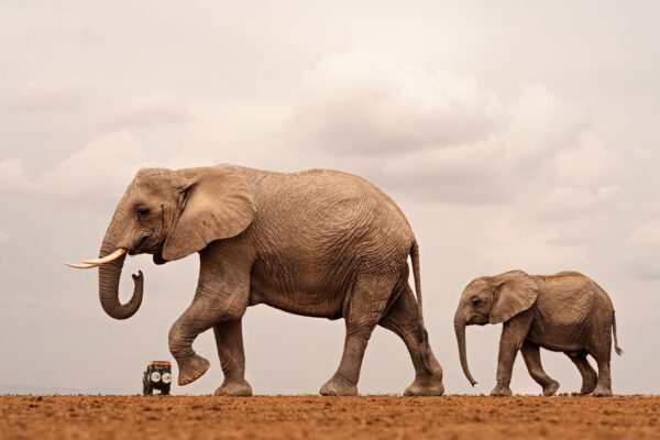 Nikon Comedy Wildlife Awards
