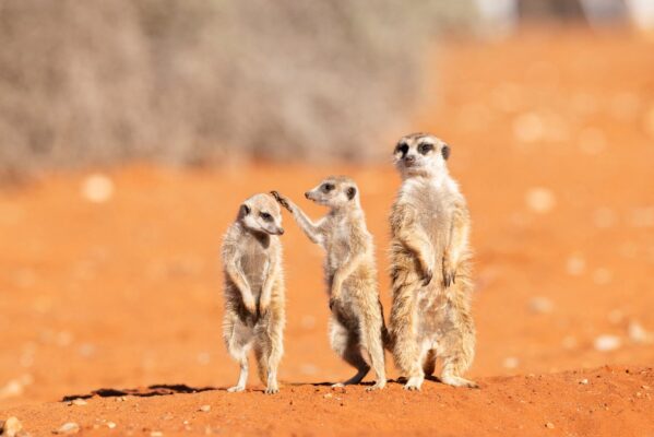 Nikon Comedy Wildlife Awards