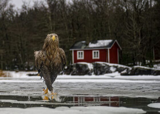 Nikon Comedy Wildlife Awards