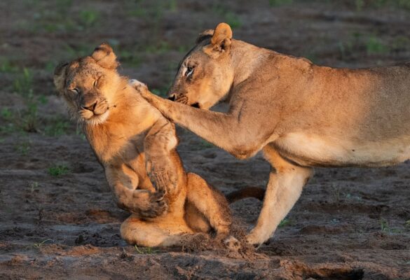 Nikon Comedy Wildlife Awards