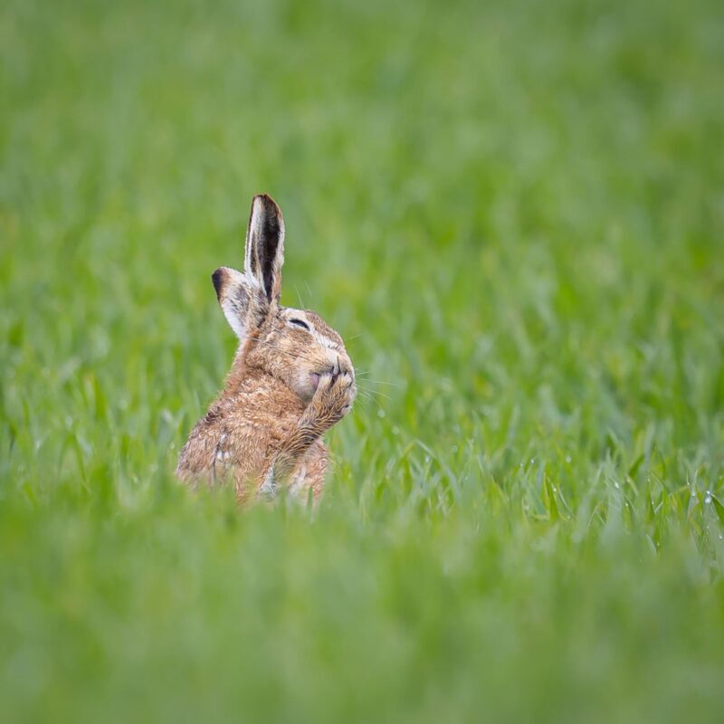Nikon Comedy Wildlife Awards