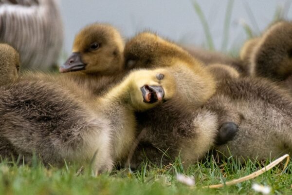 Nikon Comedy Wildlife Awards