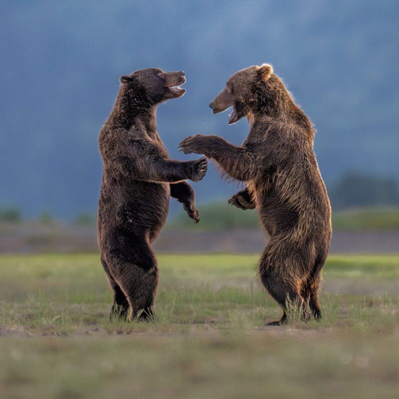 Nikon Comedy Wildlife Awards