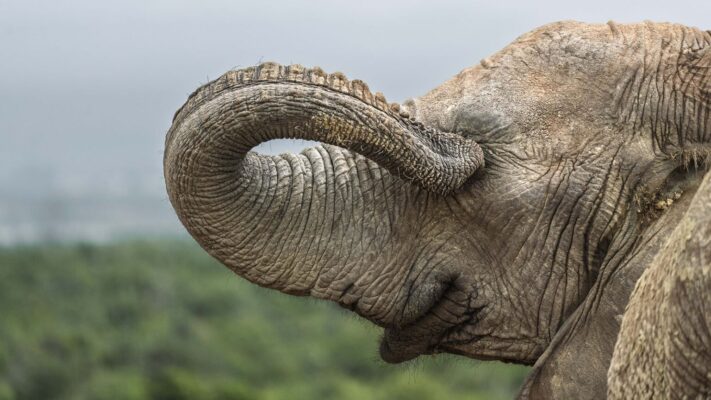 Nikon Comedy Wildlife Awards