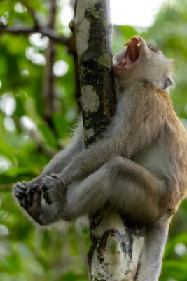 Nikon Comedy Wildlife Awards